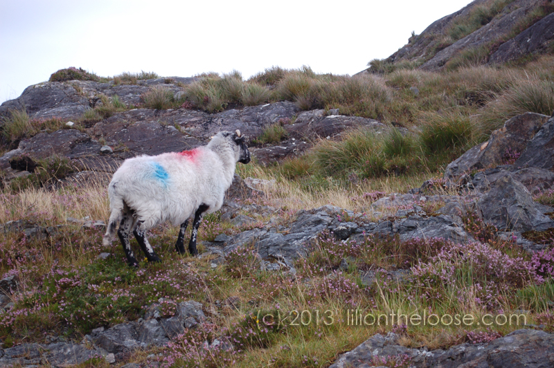 An Irish Sheep with colors on its back.
