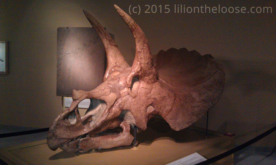 Museum Triceratops Horridus At The Smithsonian Lili On The Loose 