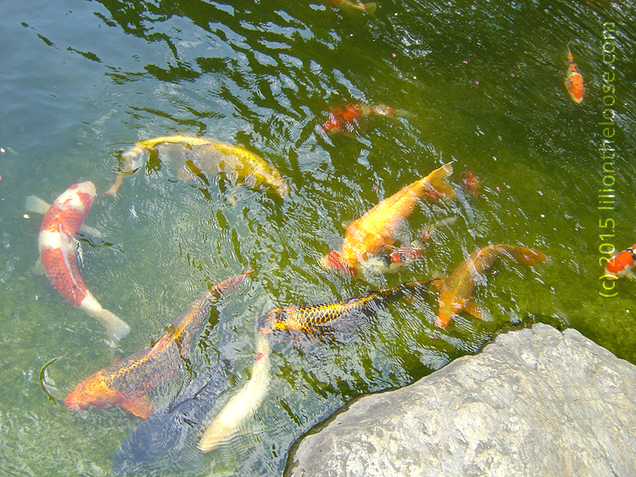 The Koi from the lake.