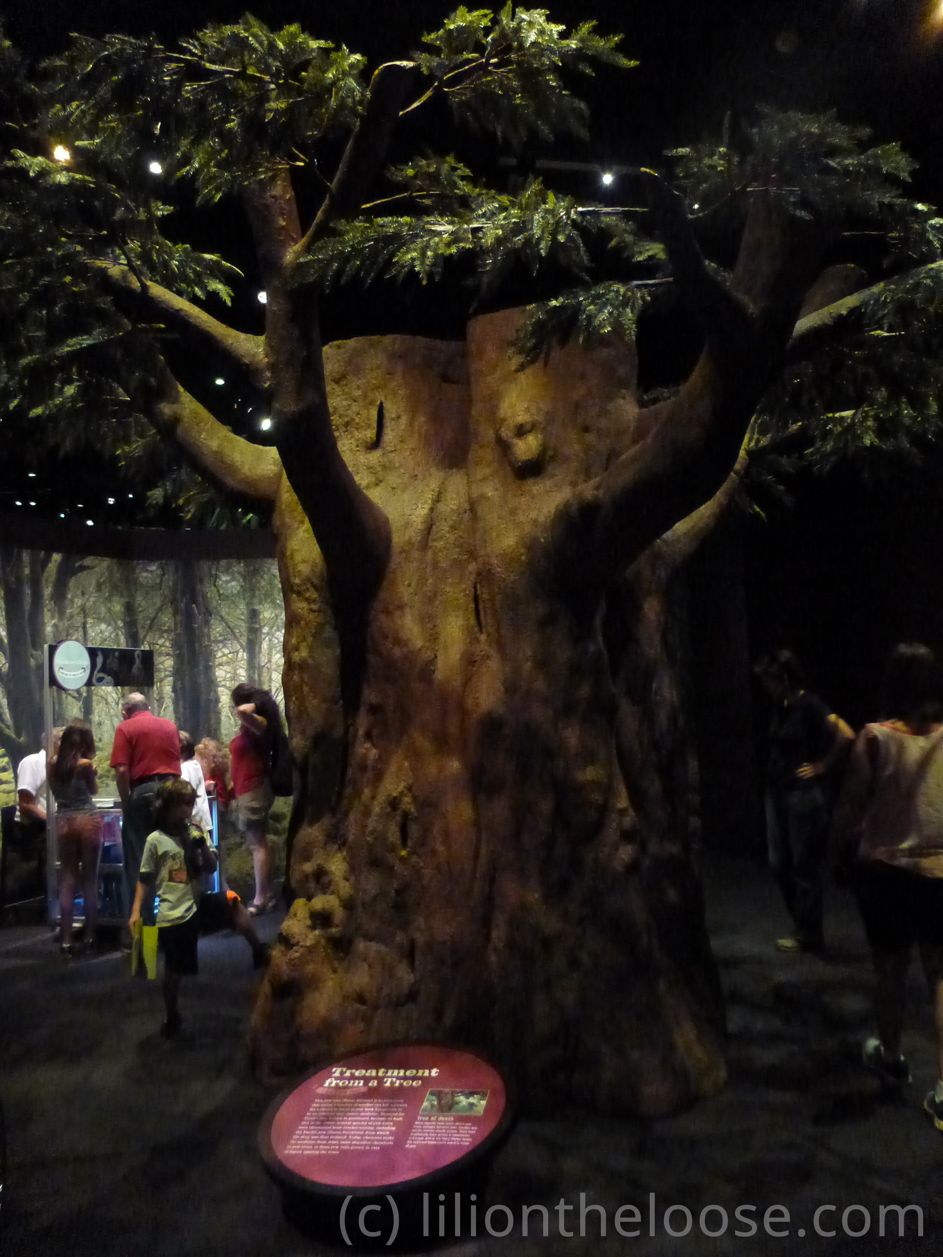 A massive tree, who's poison can be used for medical purposes.