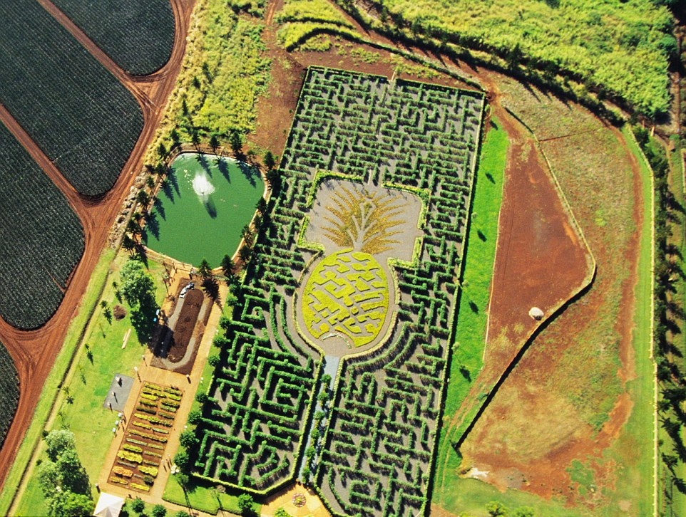 Travel Missteps Pineapple Maze Hawaii Lili on the Loose