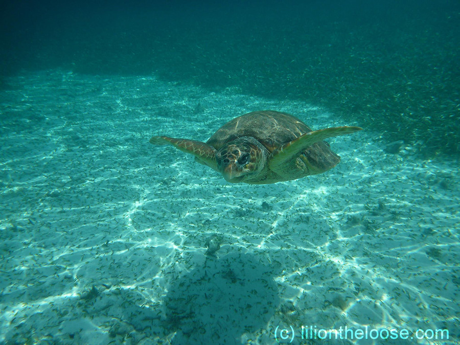 A turtle in Belize