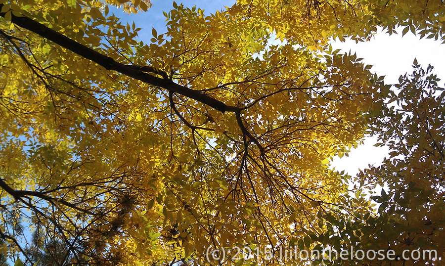 fall_yellow