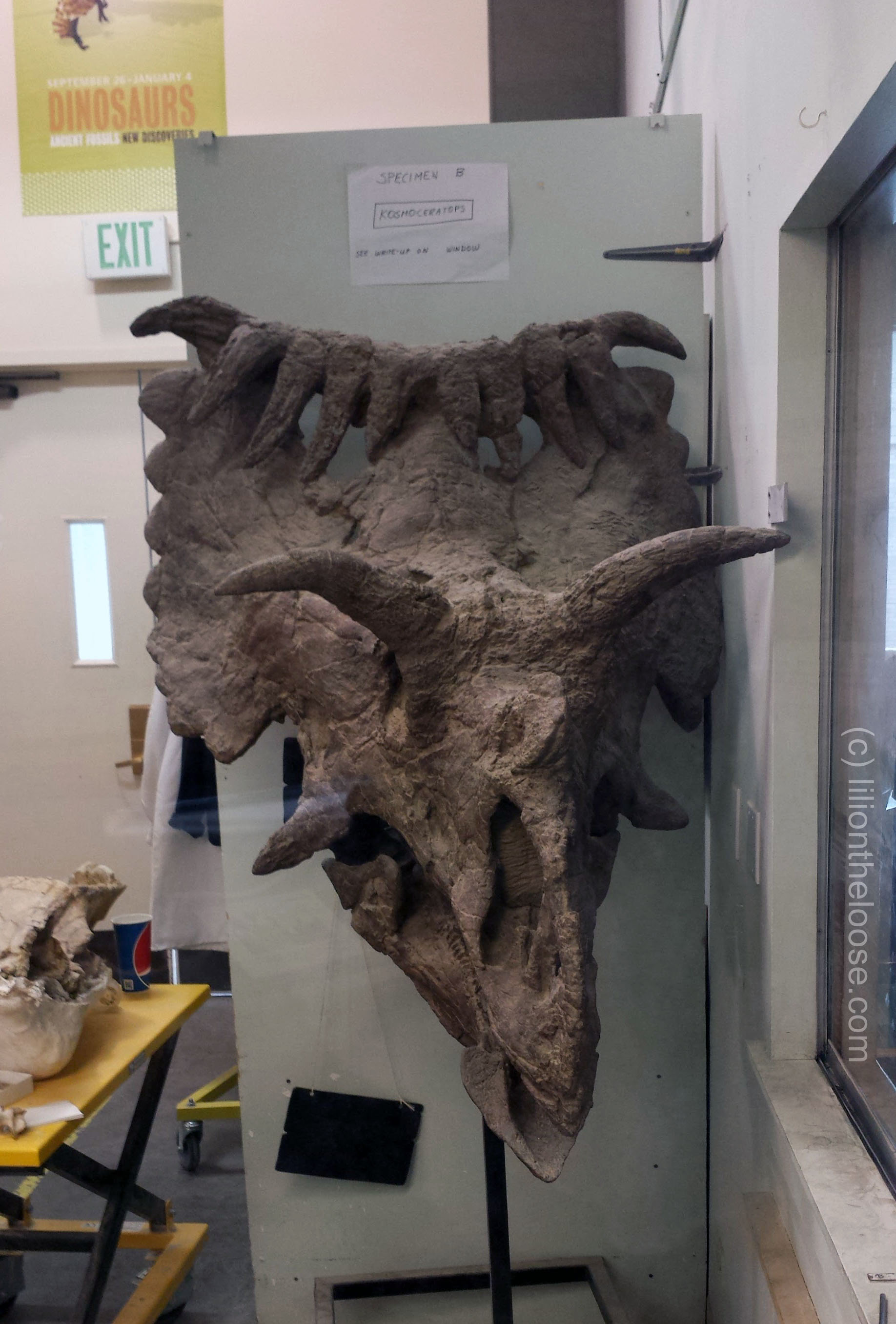 DMNS_kosmoceratops