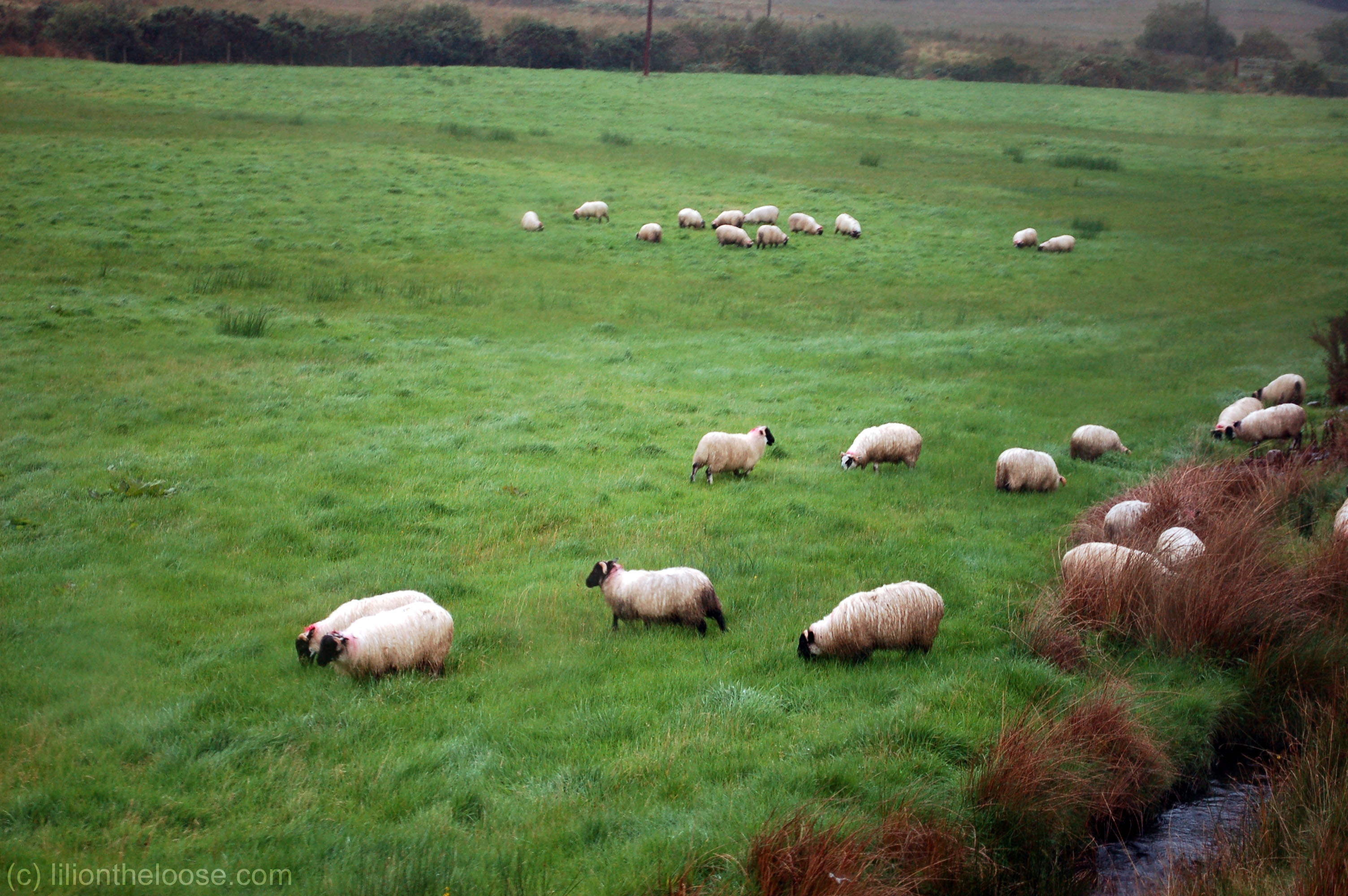 ireland_sheep