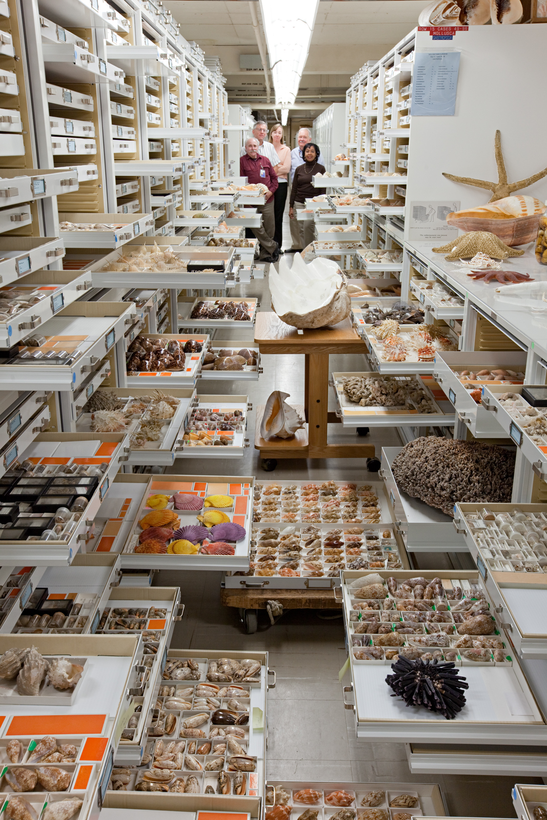 Invertebrate Zoology Collection