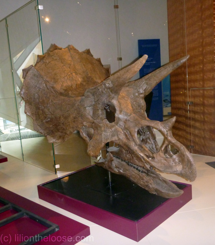 Museum Monday: Triceratops at ROM - Lili on the Loose