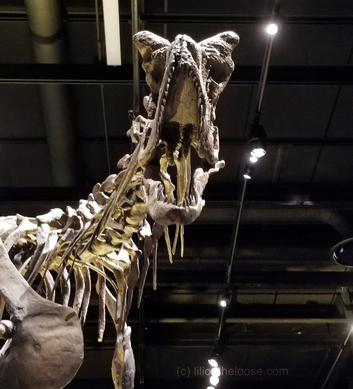 Museum Monday: Carnotaurus - Lili on the Loose