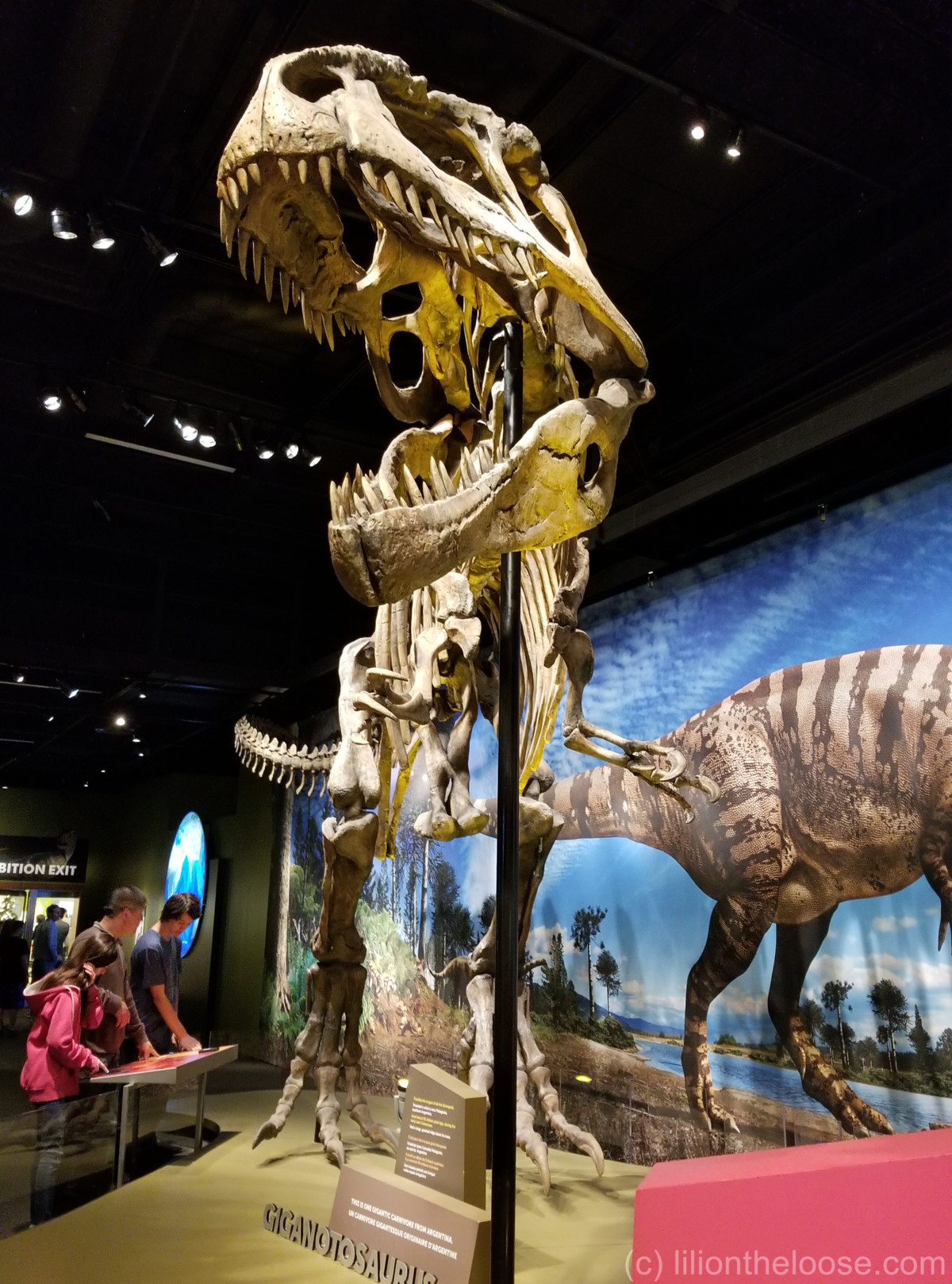 giganotosaurus skeleton museum