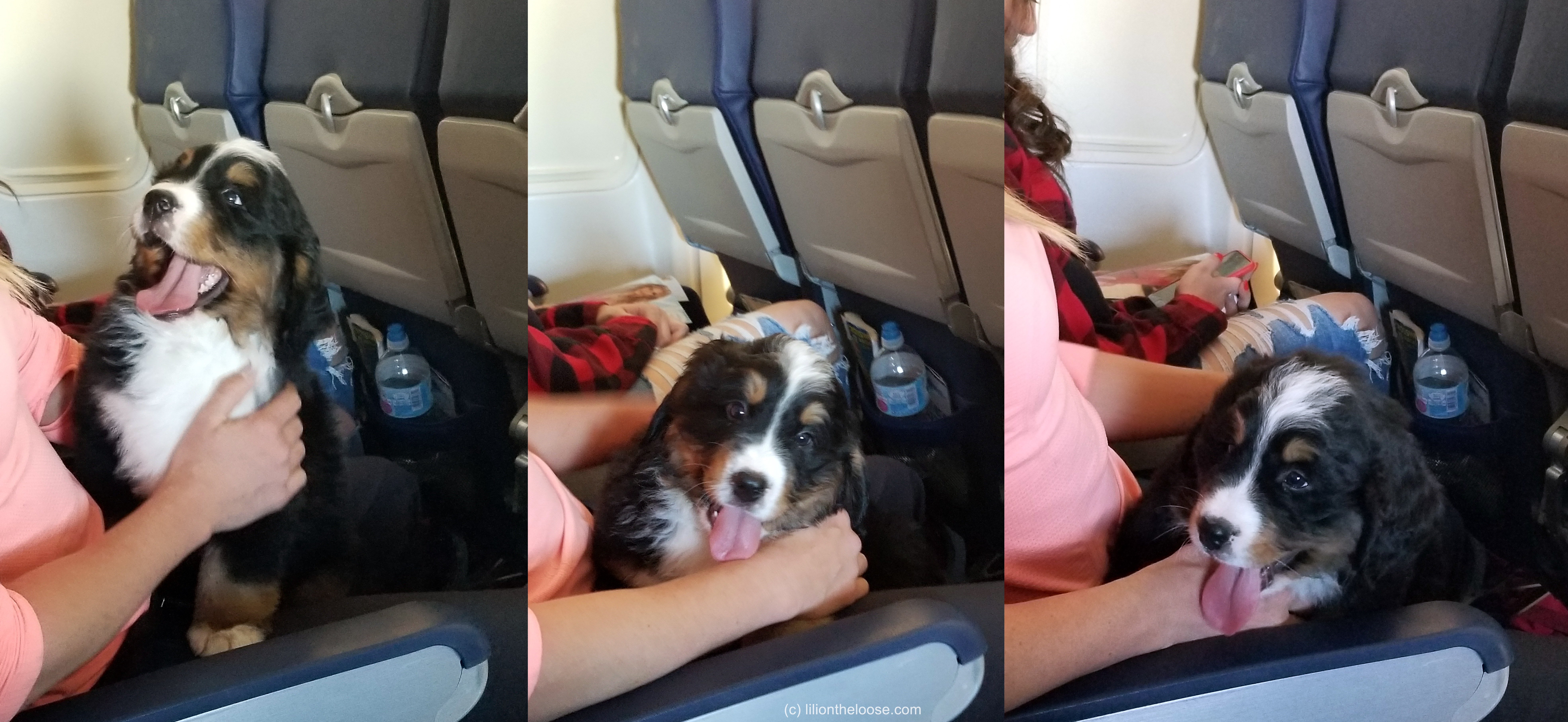 can dogs fly on southwest airlines